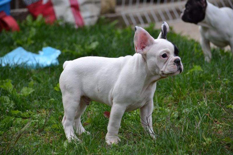 Des Boubou d'Or - Chiots disponibles - Bouledogue français