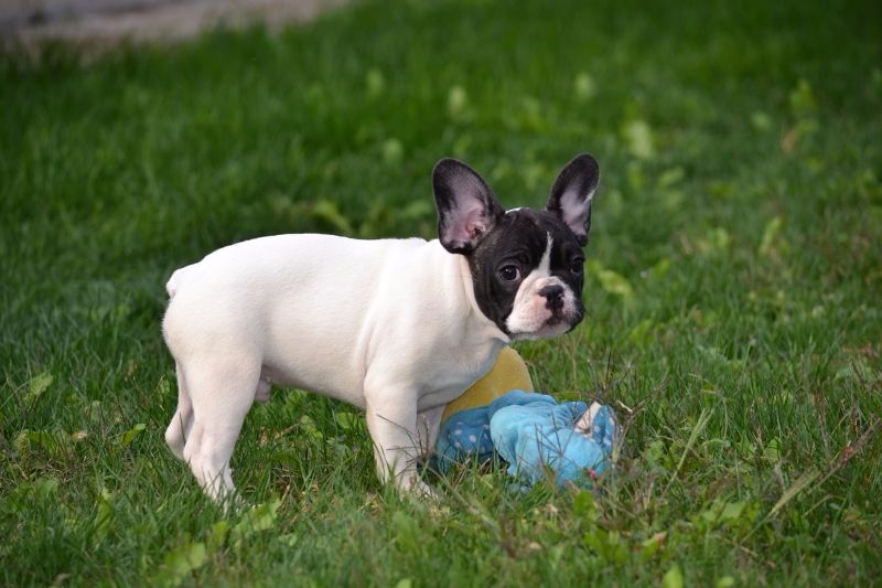 Des Boubou d'Or - Chiots disponibles - Bouledogue français